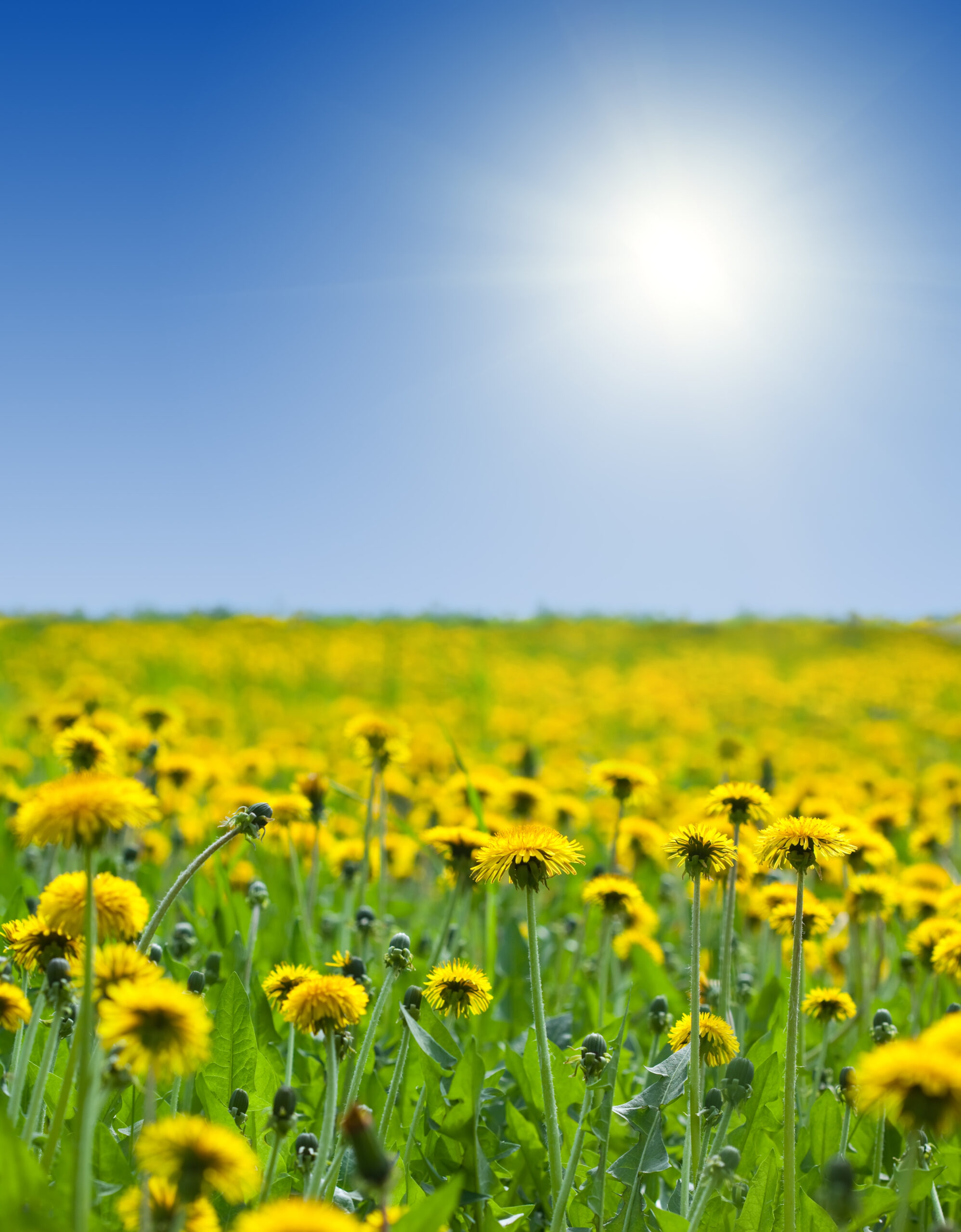 A field of yellow dandelions under a cloudless blue sky with the sun shining down on everything