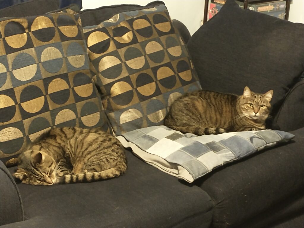 Two grayish-brown American shorthair cats laying on a blue couch.