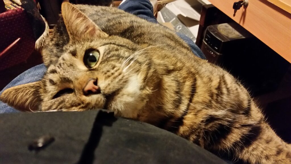 A gray-brown tabby cat looking up as the camera-holder with one eye open. 