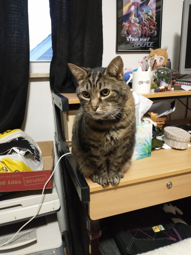 A Gray-brown tabby cat sitting in the edge of a desk looking at the camera