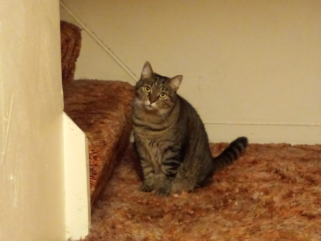 A brownish-gray striped tabby cat sitting on a stairway landing