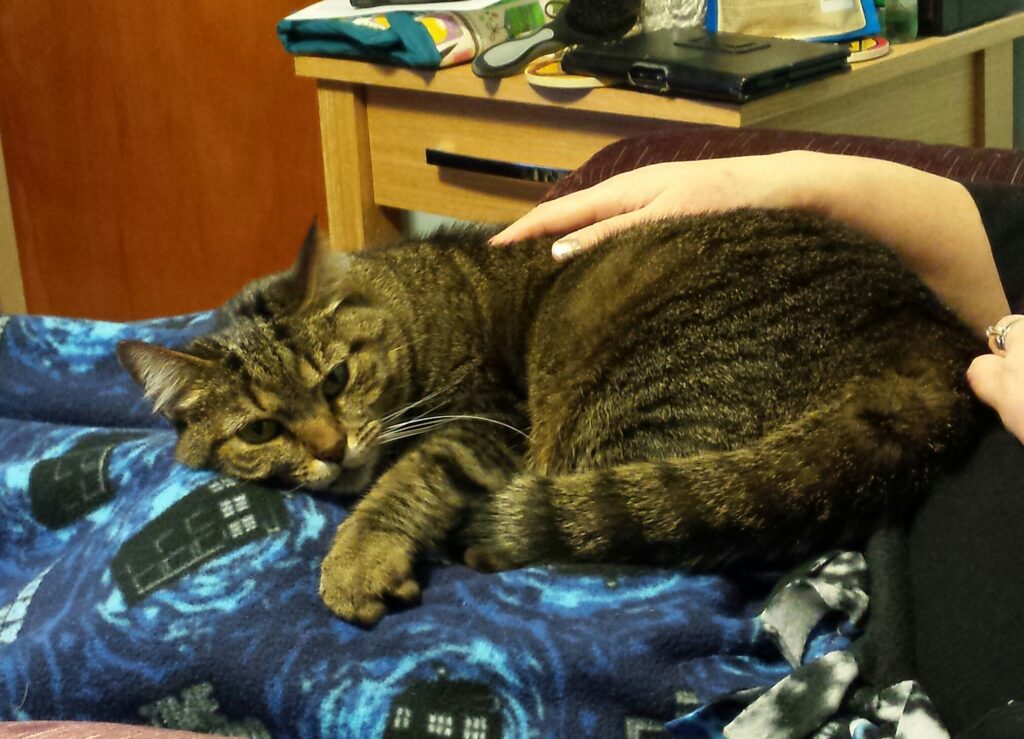 A grayish-brown tabby cat glaring at a camera while being petted on a lap