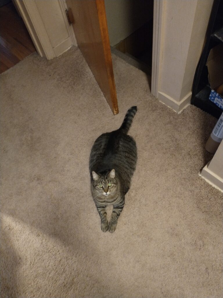 A grayish-brown tabby cat lying on a carpeted floor