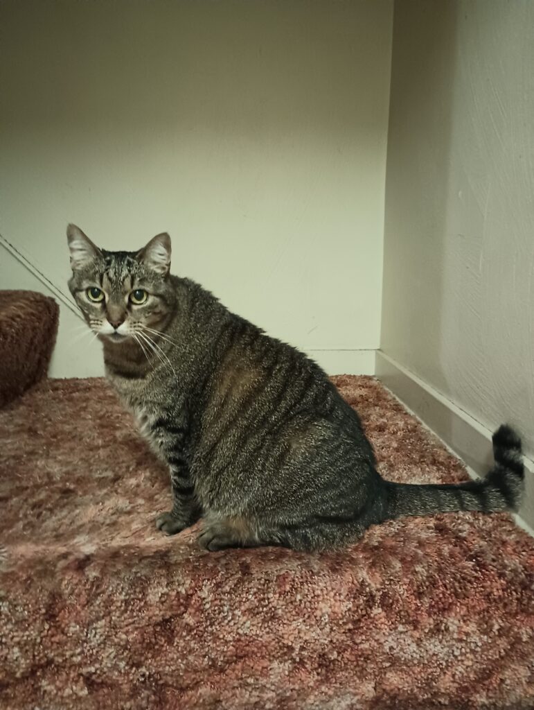 A brownish-gray striped tabby cat sitting on a stairway landing